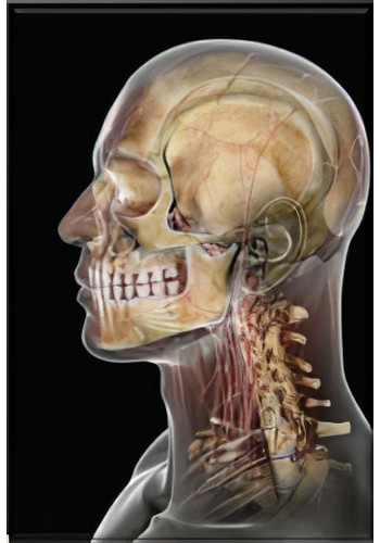 Informations patients responsables pathologies bucco dentaires